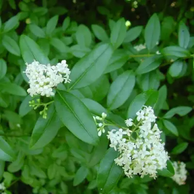 Бирючина обыкновенная АТРОВИРЕНС в Осиповичах