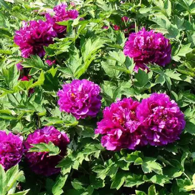 Пион ОРНАМЕНТ древовидный в Осиповичах