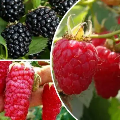 Комплект ЯГОДНЫЙ МИКС в Осиповичах