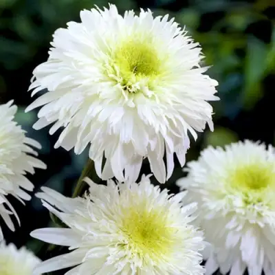 Нивяник ФИОНА ГОГХИЛЛ великолепный в Осиповичах