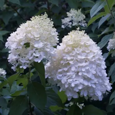 гортензия тардива