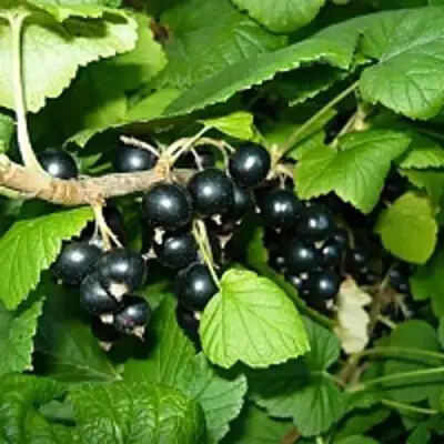 Смородина чёрная ВЕЛОЙ (ЛЕНИНГРАДСКАЯ СЛАДКАЯ) в Осиповичах