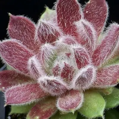 Молодило ТАРАНТУЛА в Осиповичах