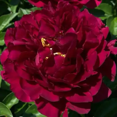 Пион ОЛД ФЕЙТФУЛ травянистый в Осиповичах