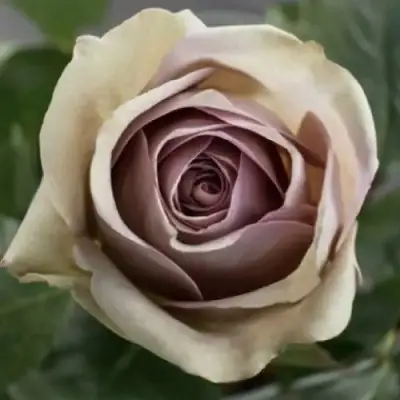 саженцы розы Амнезия