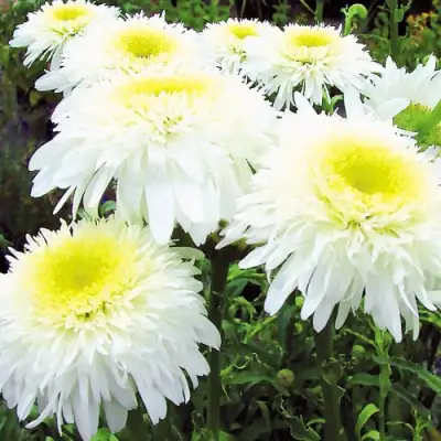 Нивяник ФИОНА ГОГХИЛЛ великолепный в Осиповичах