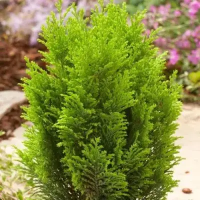 Кипарисовик ЭЛВУДИ ГОЛД лавсона в Осиповичах