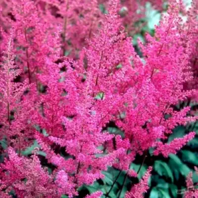 Астильба ЭЛИЗАБЕТ ВАН ВИН японская в Осиповичах