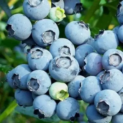 Голубика ПУРУ в Осиповичах