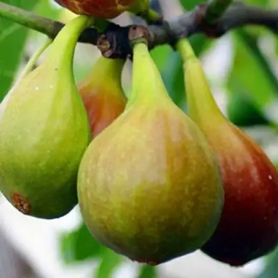 Инжир ДАЛМАТСКИЙ в Осиповичах