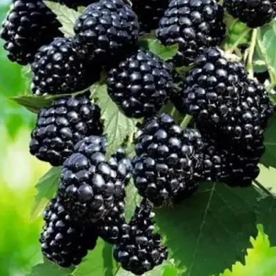 Ежевика АПАЧИ бесшипная  в Осиповичах