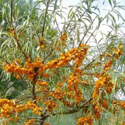 Облепиха ДАР МГУ в Осиповичах