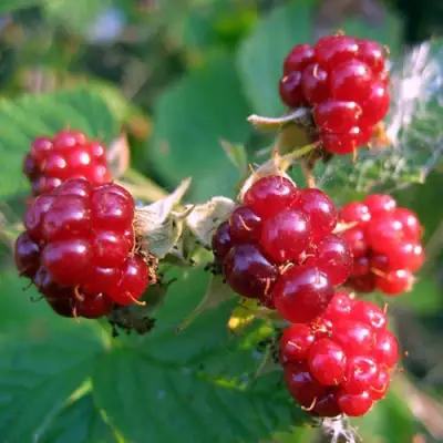 Княженика АСТРА в Осиповичах