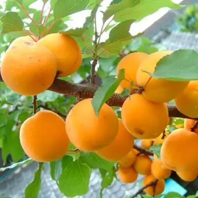 Абрикос ОРИГИНАЛ в Осиповичах