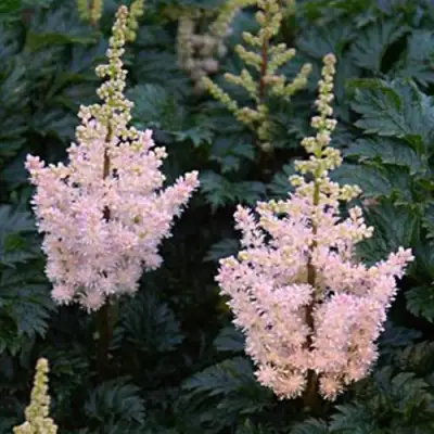 Астильба ЛИЛИПУТ курчавая в Осиповичах