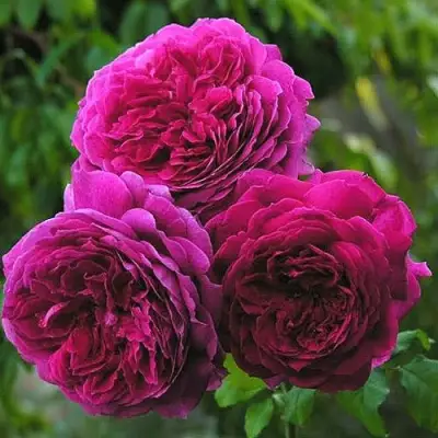 Роза КЕЙТ английская в Осиповичах