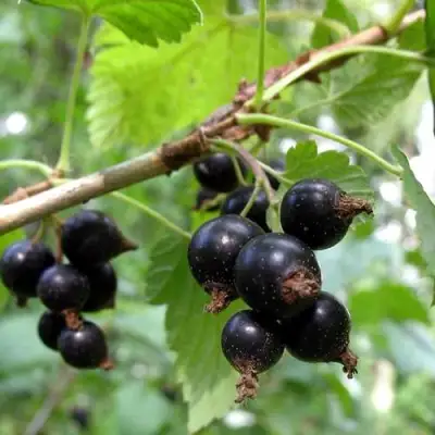 Смородина чёрная ШАРОВИДНАЯ в Осиповичах