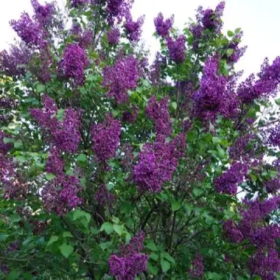 Сирень СУМЕРКИ в Осиповичах