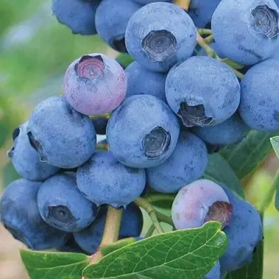 Голубика ЭРЛИБЛЮ в Осиповичах