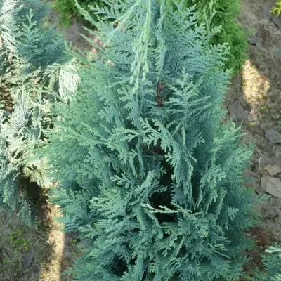 Кипарисовик КОЛУМНАРИС лавсона в Осиповичах