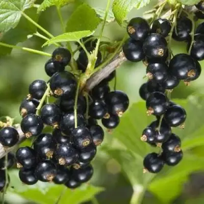 Смородина чёрная ВОЛШЕБНИЦА в Осиповичах