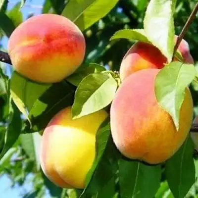 Персик ПАМЯТЬ ЛОЙКО в Осиповичах