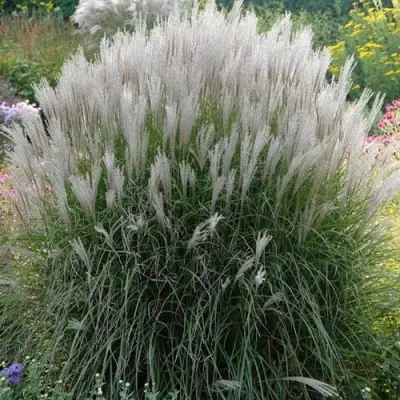 Мискантус КЛЯЙН СИЛЬБЕРСПАЙН китайский  в Осиповичах