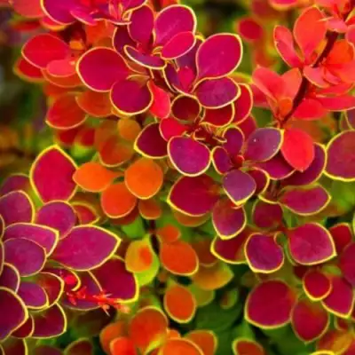 Барбарис ОРАНЖ САНРАЙЗ тунберга в Осиповичах