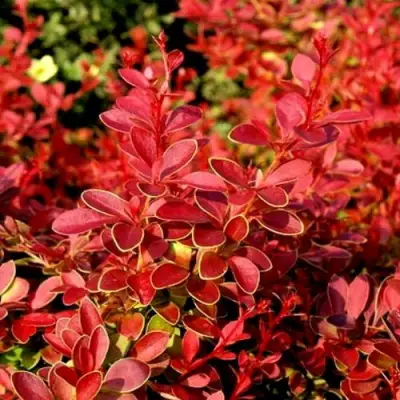 Барбарис КОРАЛ тунберга в Осиповичах