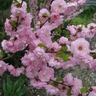 Миндаль ТРЁХЛОПАСТНЫЙ (луизеания) в Осиповичах