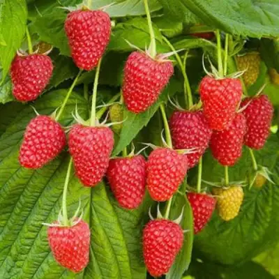 Малина БРУСВЯНА в Осиповичах