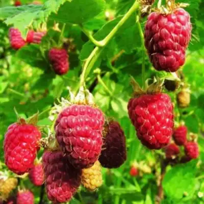 Малина ДЖОАН ДЖИ (ДЖОАН ДЖЕЙ) в Осиповичах