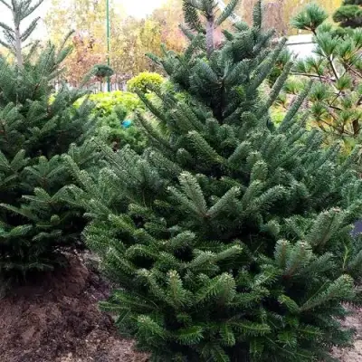 Пихта ФРАЗЕРА в Осиповичах