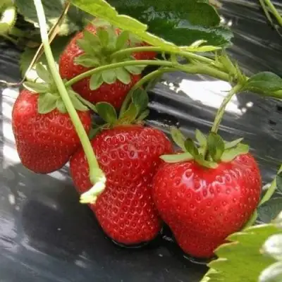 Клубника МОНТЕРЕЙ ремонтантная в Осиповичах