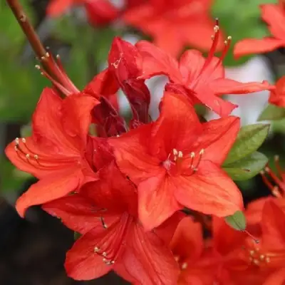 Азалия ПАРКФАЕР листопадная в Осиповичах