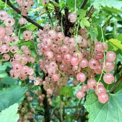 Смородина розовая ГОЛЛАНДСКАЯ РОЗОВАЯ в Осиповичах