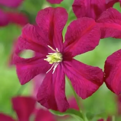 Клематис МАДАМ ДЖУЛИЯ КОРРЕВОН в Осиповичах