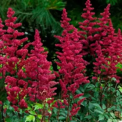 Астильба БУРГУНДИ РЕД Арендса в Осиповичах