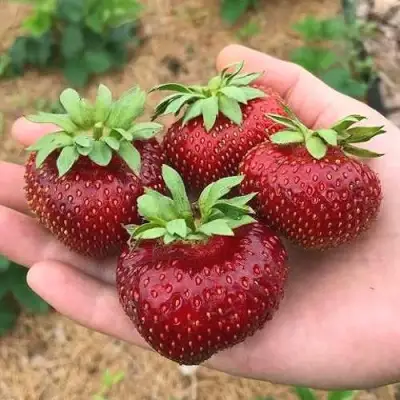 Клубника МАЛЬВИНА в Осиповичах