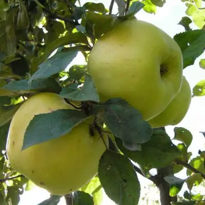 Яблоня АНТОНОВКА ОБЫКНОВЕННАЯ в Осиповичах