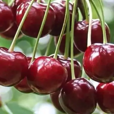 Вишня УЙФЕХЕРТОЙ ФЮРТОШ в Осиповичах