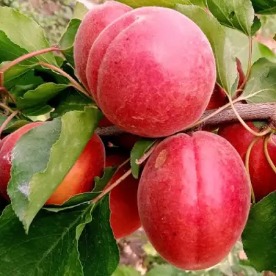 Абрикос РУБИСТА в Осиповичах