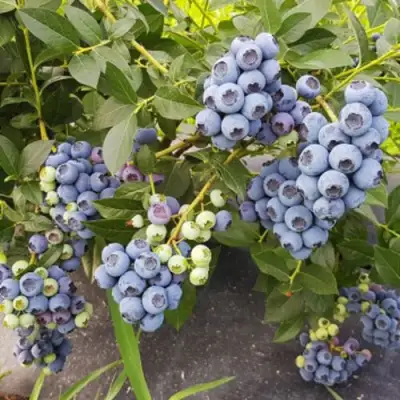 Голубика ОСОРНО в Осиповичах