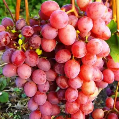 Виноград КИШМИШ КРАСНЫЙ в Осиповичах