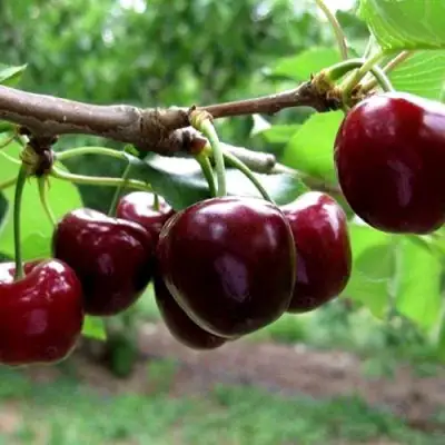 Вишня МОРОЗОВКА в Осиповичах