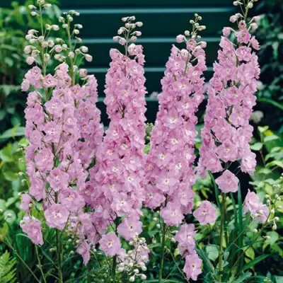 Дельфиниум ПЕТТИКОУТ гибридный в Осиповичах