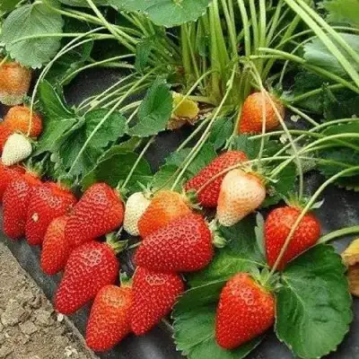 Клубника РОКСАНА в Осиповичах