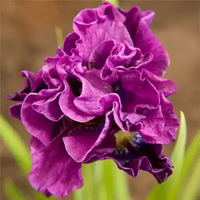 Ирис БАНДЛ ОВ ДЖОЙ сибирский в Осиповичах