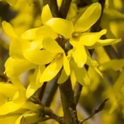 Форзиция ТАРАНДТ промежуточная в Осиповичах