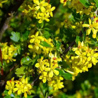 Смородина золотистая ВИШНЕВАЯ в Осиповичах